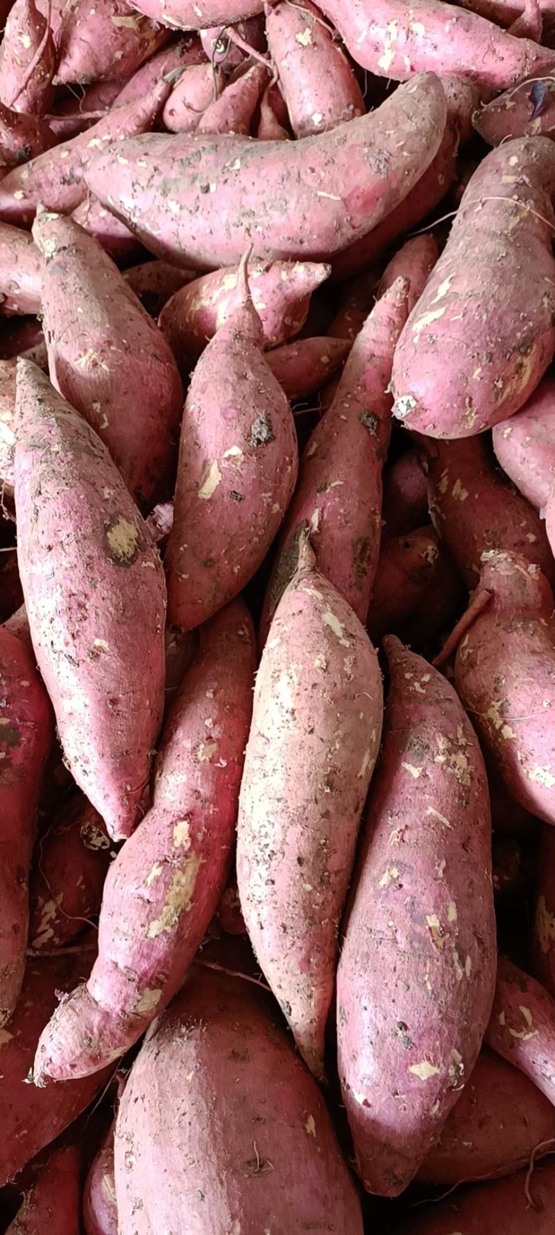 龙薯