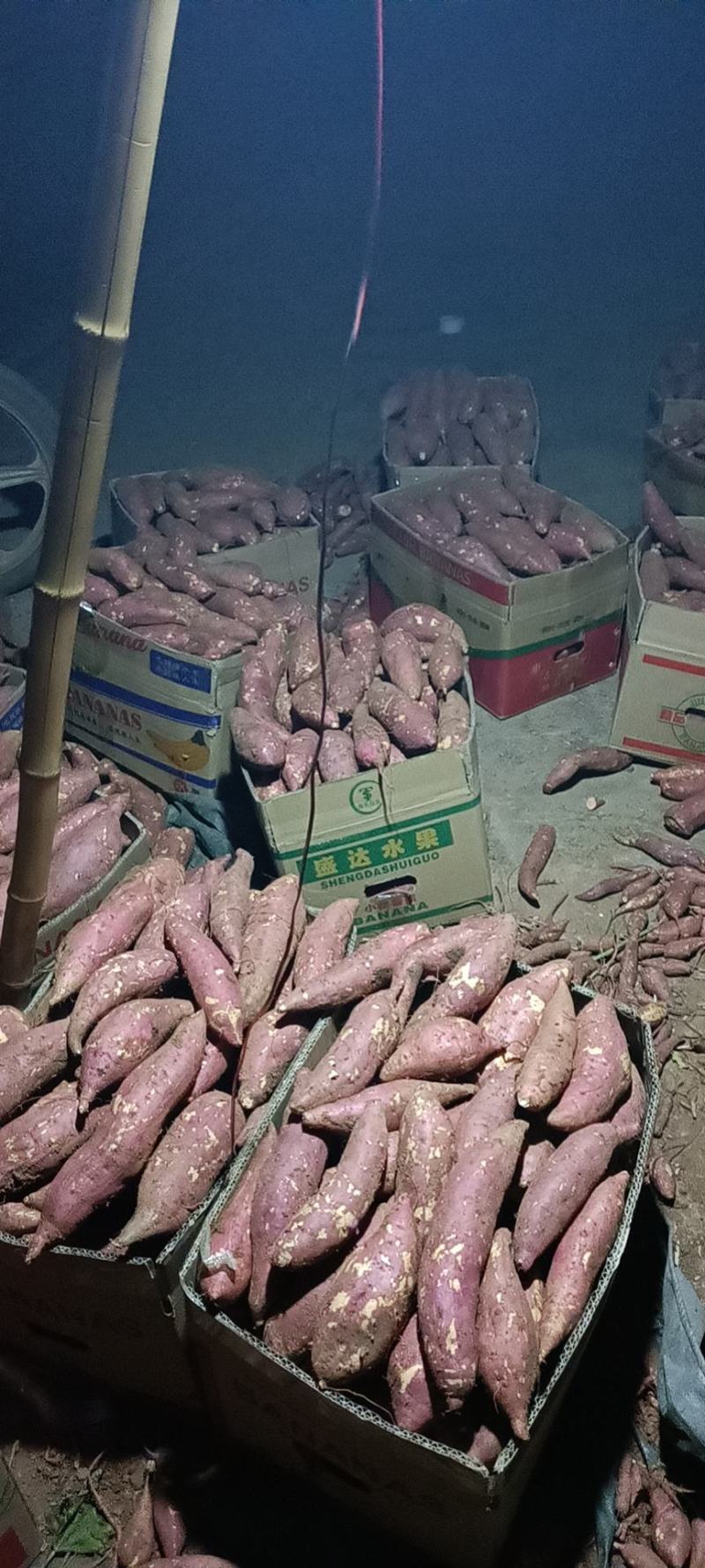 龙薯