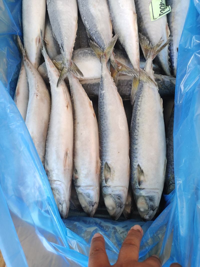 4/6两灯光船冻鲐鲅鱼，青占鱼，青条鱼，大量有货