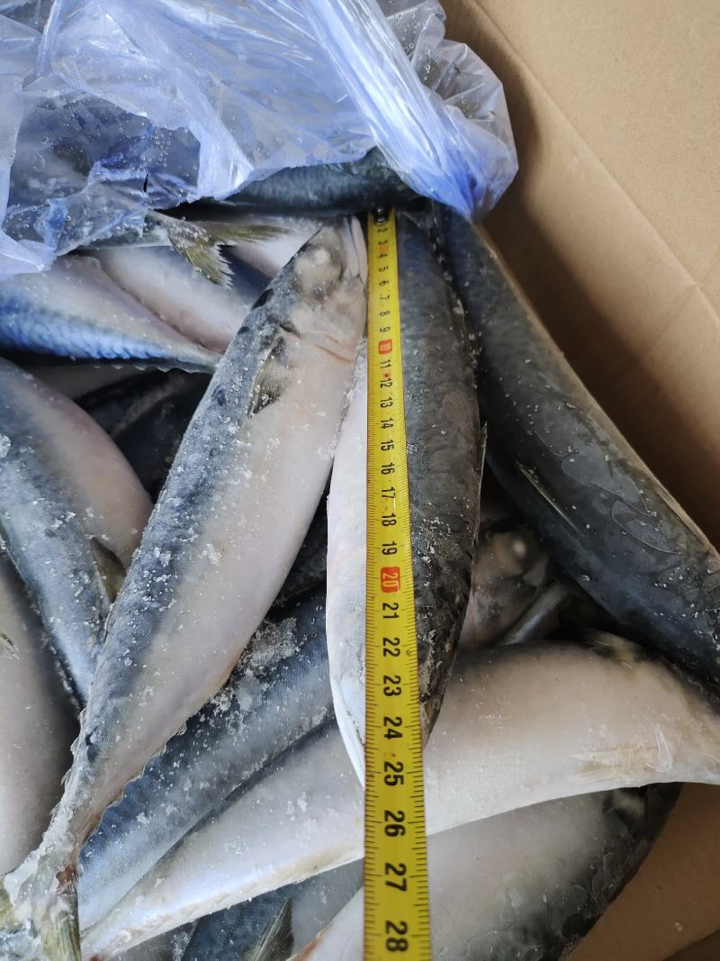 4/6两灯光船冻鲐鲅鱼，青占鱼，青条鱼，大量有货