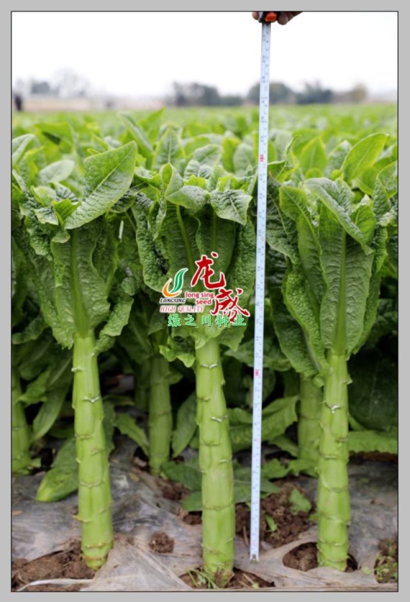 绿水青山三青莴笋种子抗寒绿叶绿皮绿肉耐寒圆叶莴笋种子