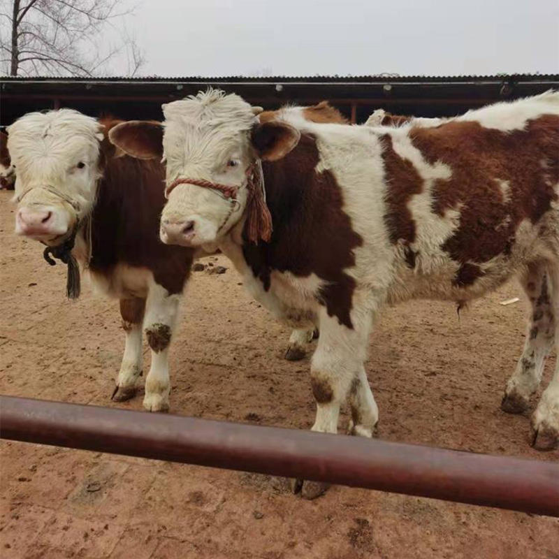 西门塔尔牛小牛犊每头补贴1000免费送货上门
