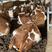 西门塔尔牛小牛犊每头补贴1000免费送货上门