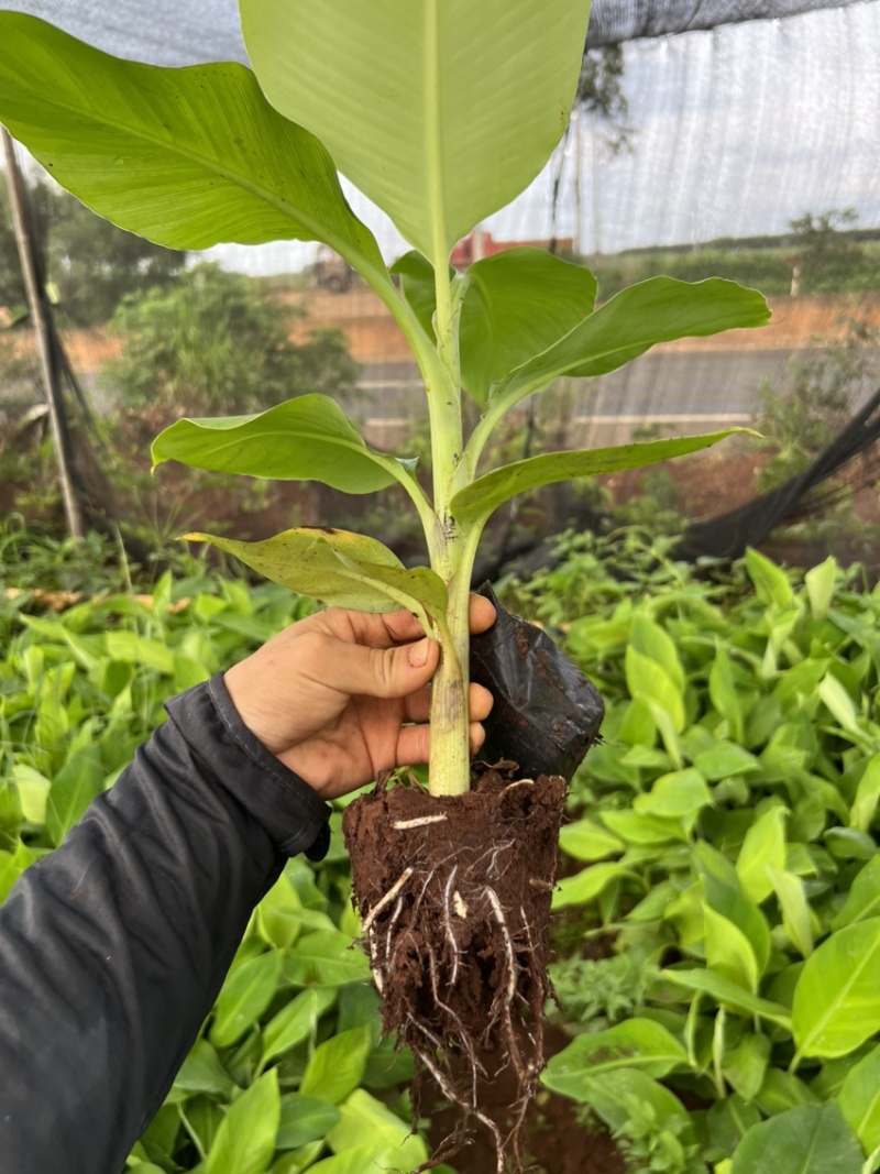 特威香蕉苗