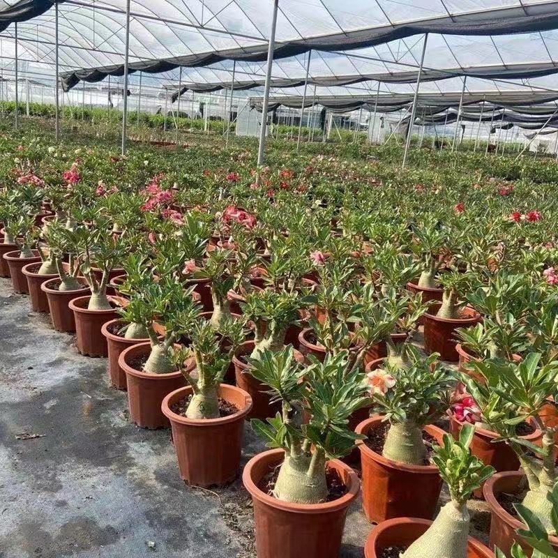 沙漠玫瑰盆栽重瓣沙漠玫瑰苗四季开花耐旱好养活室内阳台花卉