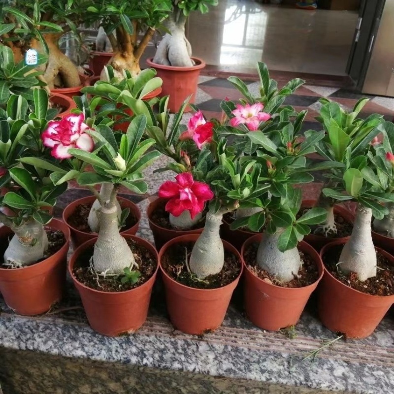 沙漠玫瑰盆栽重瓣沙漠玫瑰苗四季开花耐旱好养活室内阳台花卉