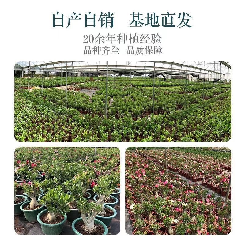 沙漠玫瑰盆栽重瓣沙漠玫瑰苗四季开花耐旱好养活室内阳台花卉