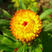 麦秆菊种子，腊菊种籽庭院景观绿化盆栽花卉室内阳台易种花卉