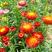 麦秆菊种子，腊菊种籽庭院景观绿化盆栽花卉室内阳台易种花卉