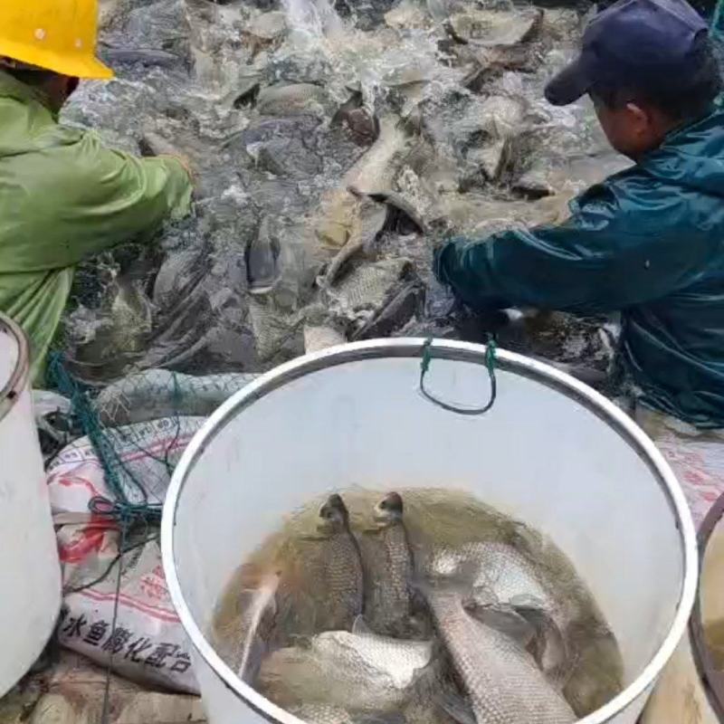 扁鱼苗