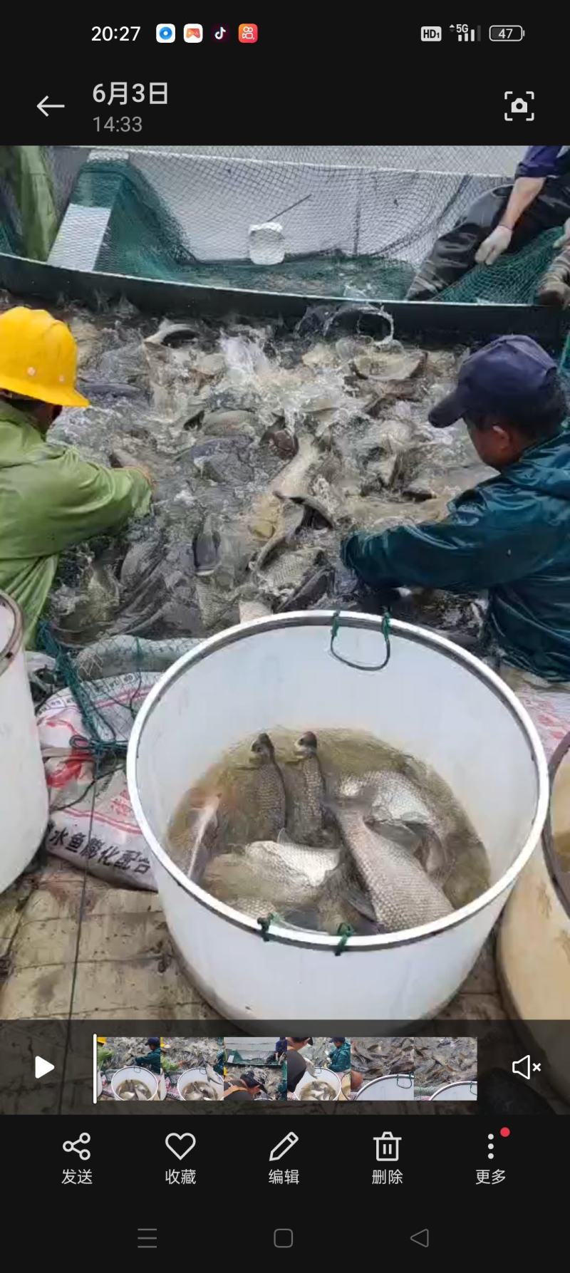 扁鱼苗