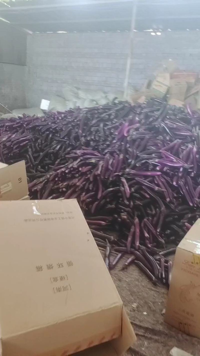 【新货热卖】精品广茄子现货供应一手货源价格美丽