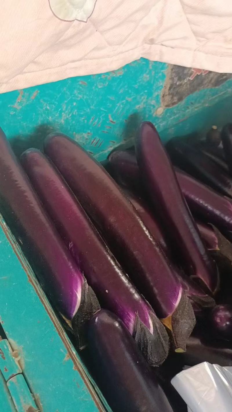 【新货热卖】精品广茄子现货供应一手货源价格美丽