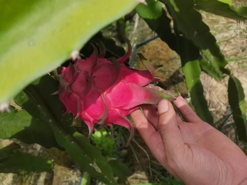 火龙果