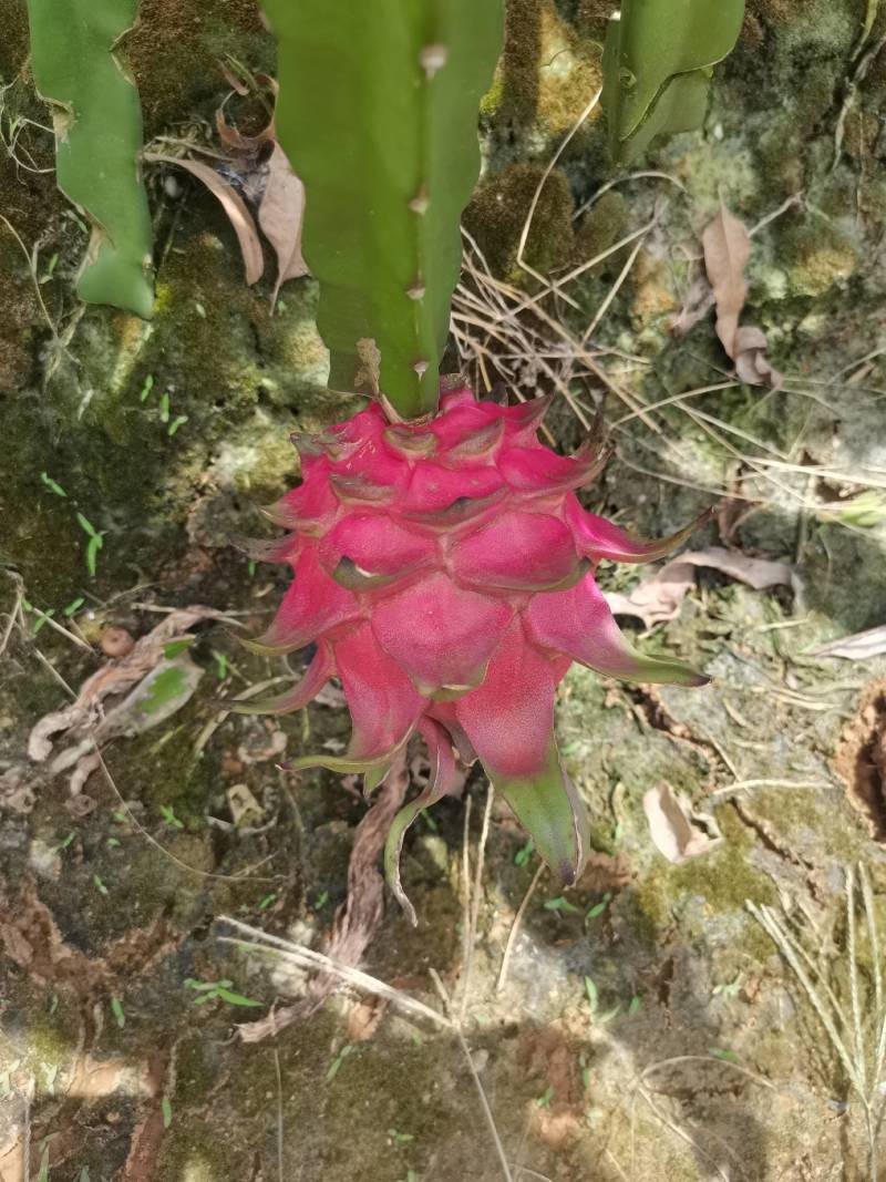 火龙果