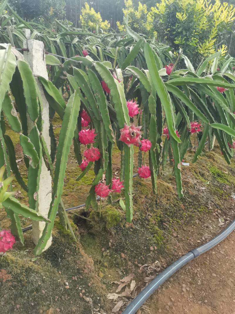 火龙果