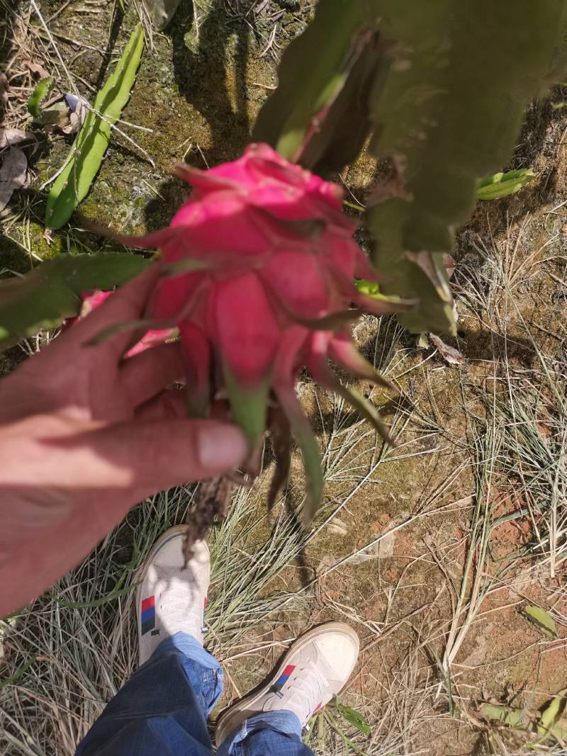 火龙果