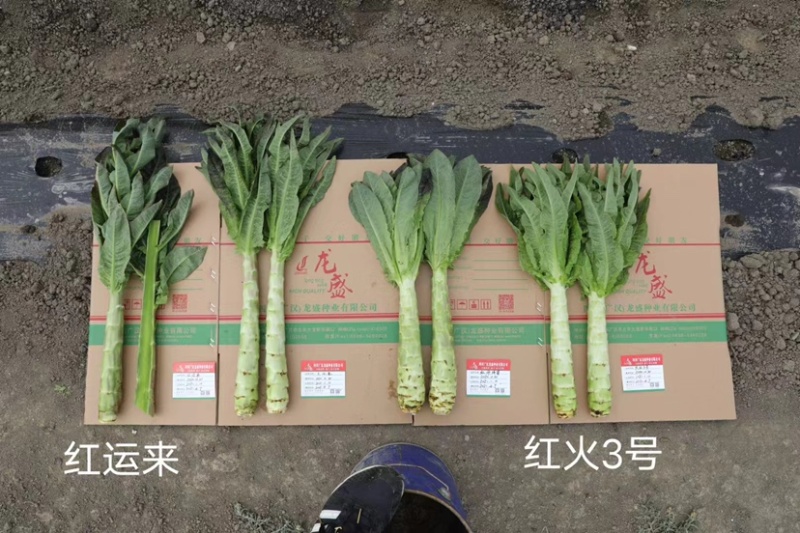龙盛红火3号莴苣种子高桩大棒红尖叶莴笋种子耐寒香莴笋