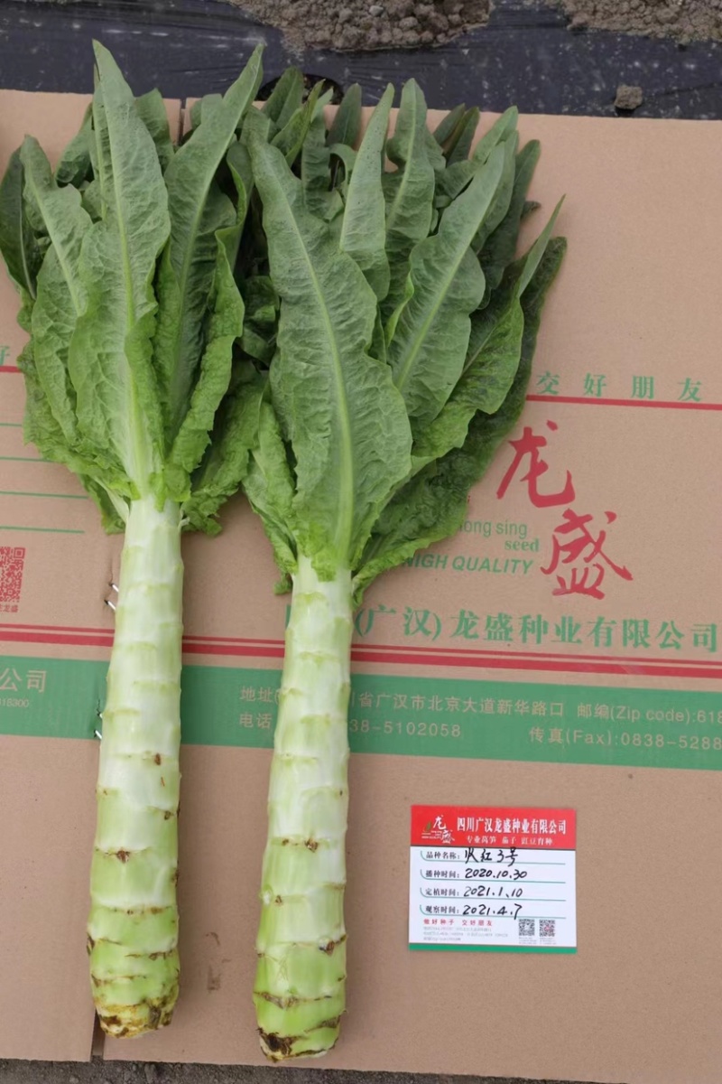 龙盛红火3号莴苣种子高桩大棒红尖叶莴笋种子耐寒香莴笋