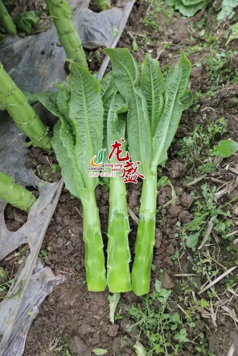 三青莴笋种子一品青天下香莴笋种子青皮青肉莴苣种子清香味浓