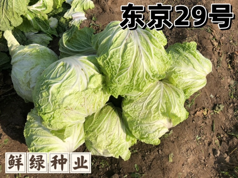 东京29号大白菜种子，生育期70天，耐贮藏。