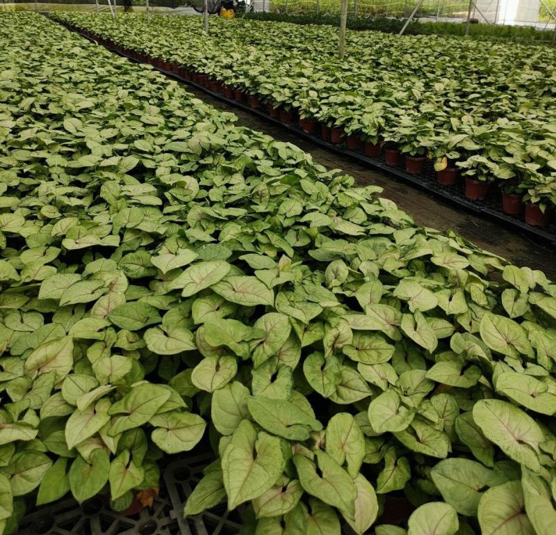 芒果慕斯多芽超大株ins风室内桌面盆栽简单易养