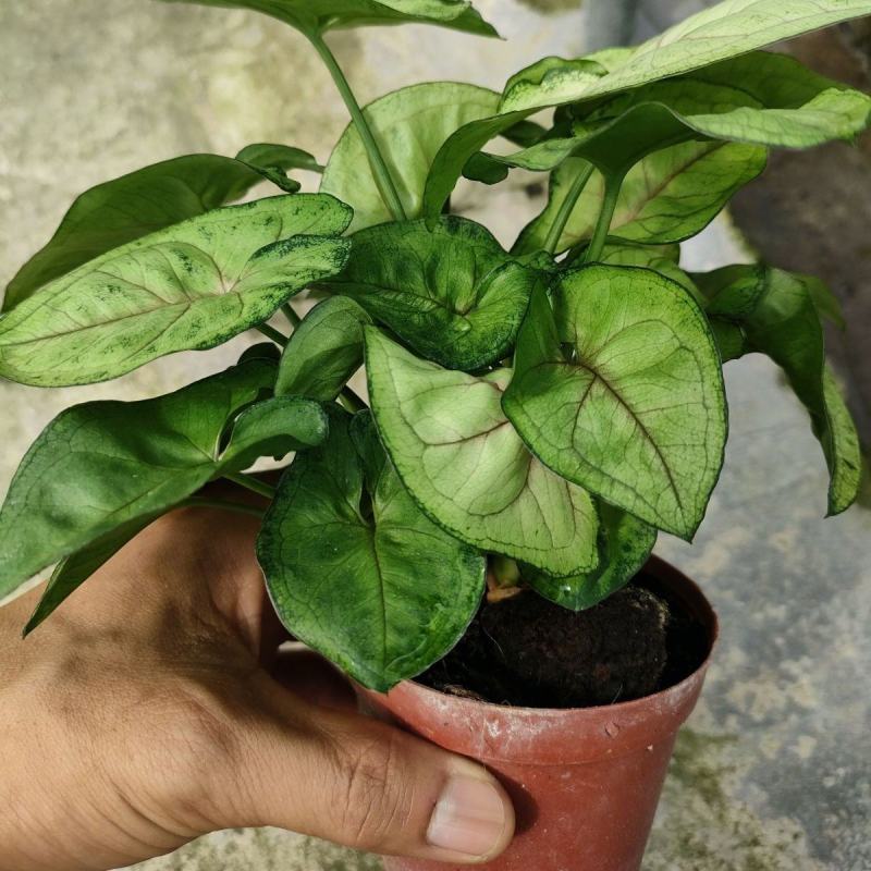 芒果慕斯多芽超大株ins风室内桌面盆栽简单易养