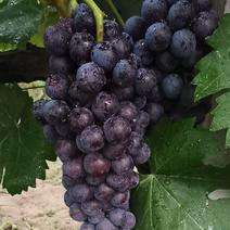 早夏黑葡萄已成熟，口感直甜，颜色全黑，颗粒可以，真是美味