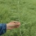 烁沣油067甘蓝型杂交油菜，中早熟，生育期102天