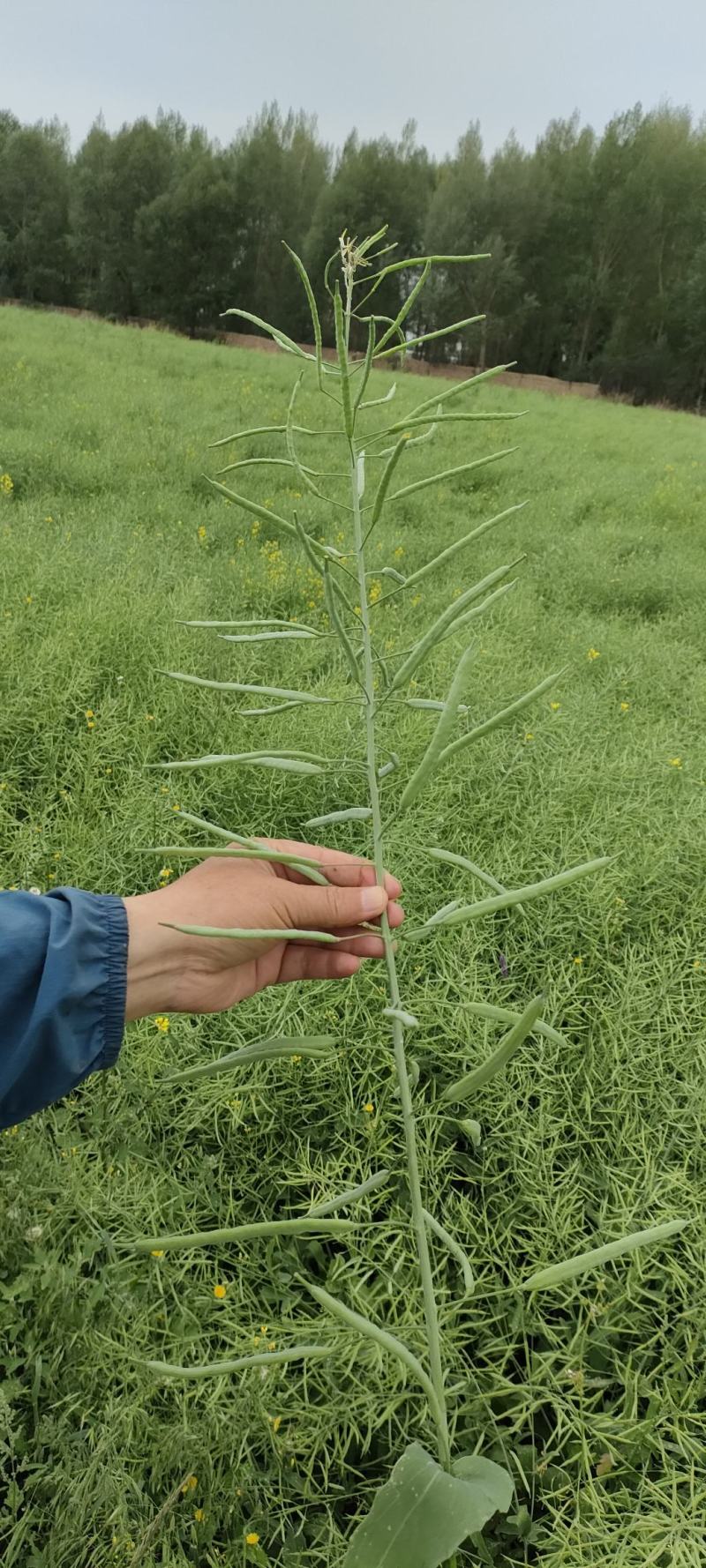 烁沣油067甘蓝型杂交油菜，中早熟，生育期102天