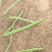 烁沣油067甘蓝型杂交油菜，中早熟，生育期102天