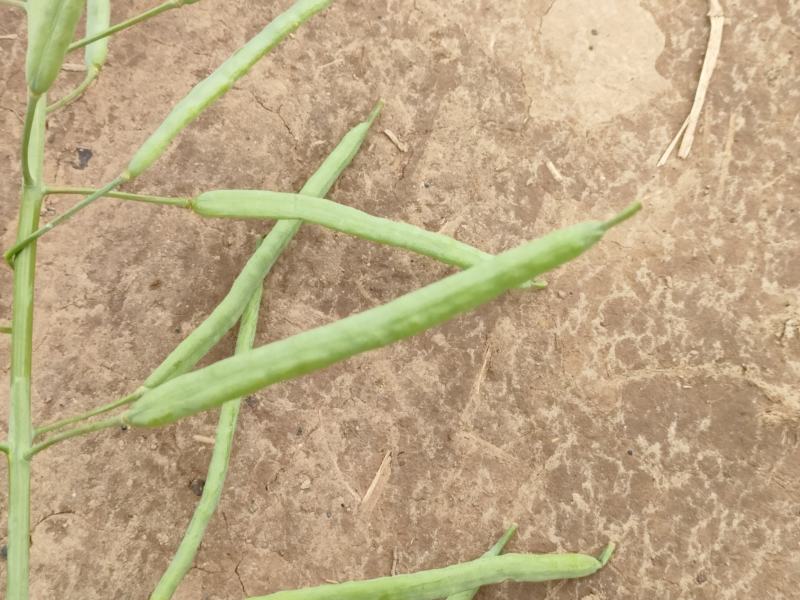 烁沣油067甘蓝型杂交油菜，中早熟，生育期102天