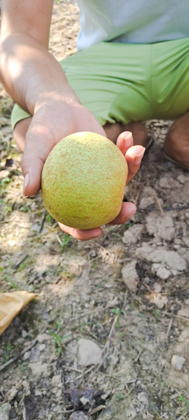 套袋桂花梨大量上市