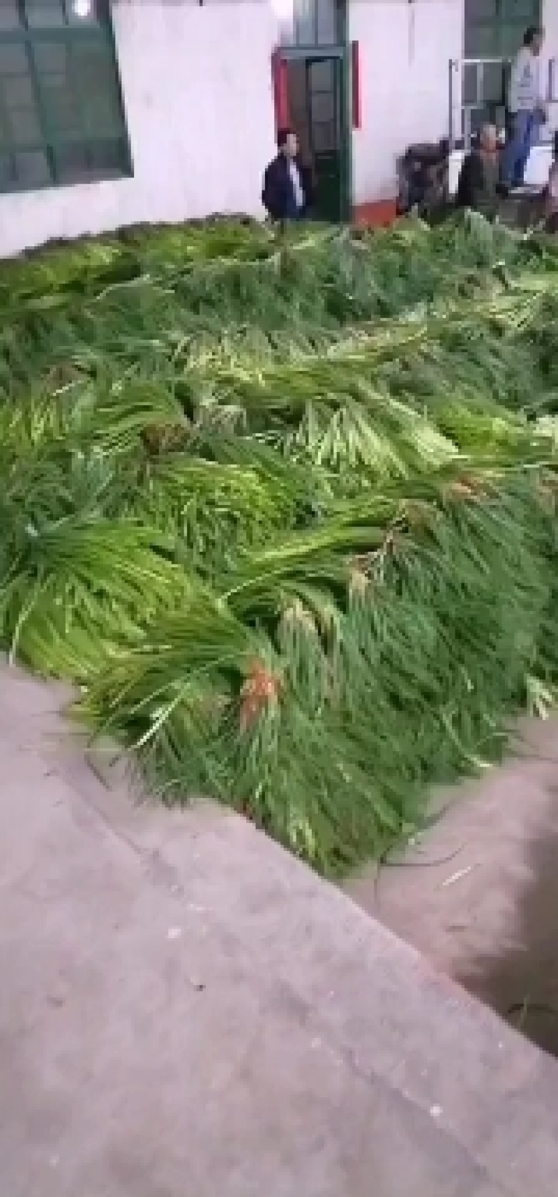 山东精品蒜薹新鲜大量蒜台上市量大从优
