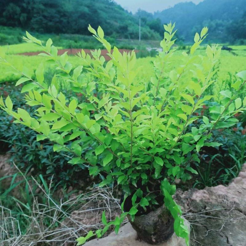 重庆金冠女贞基地大量批发出售金冠女贞,质量好价格低