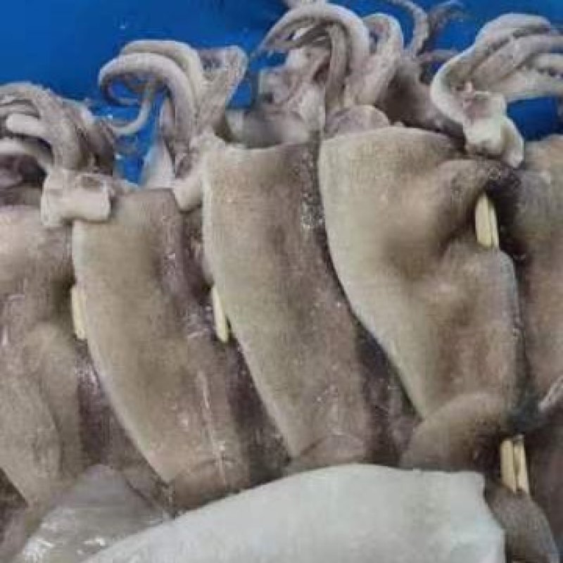 铁板鱿鱼