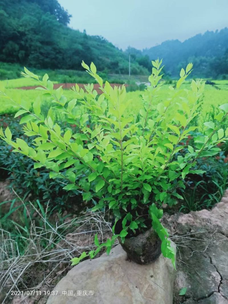 重庆金冠女贞基地大量批发出售金冠女贞,质量好价格低