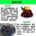 杨梅种子杨梅树当年新种子林木种子果树种子杨梅种子四季种植
