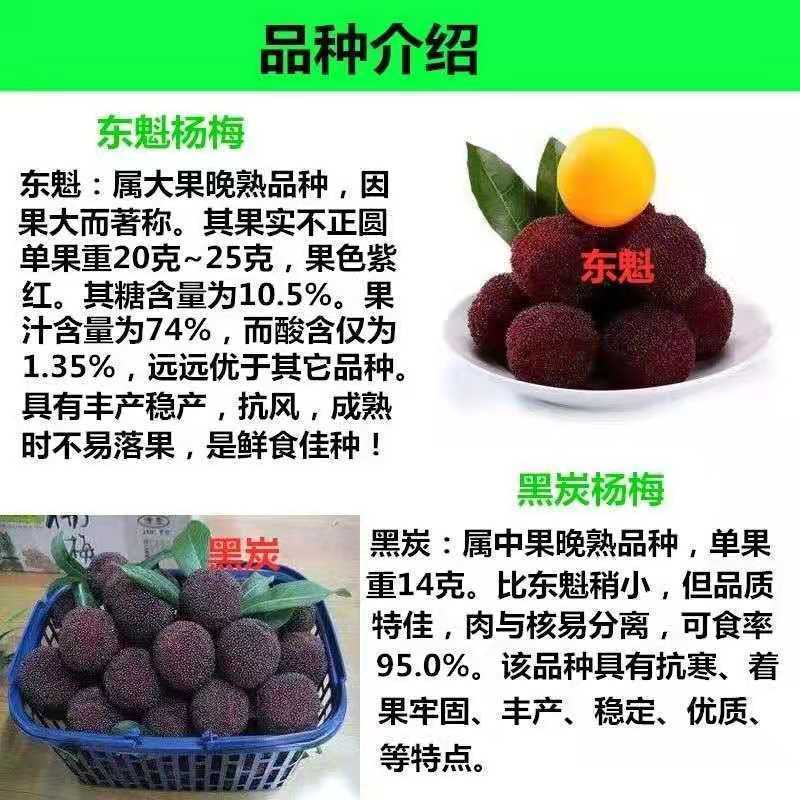 杨梅种子杨梅树当年新种子林木种子果树种子杨梅种子四季种植