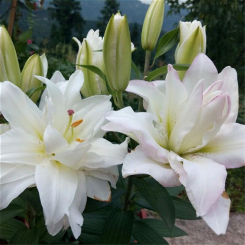 香水百合种球带芽耐寒四季盆栽室内阳台花卉绿植种子百合种球