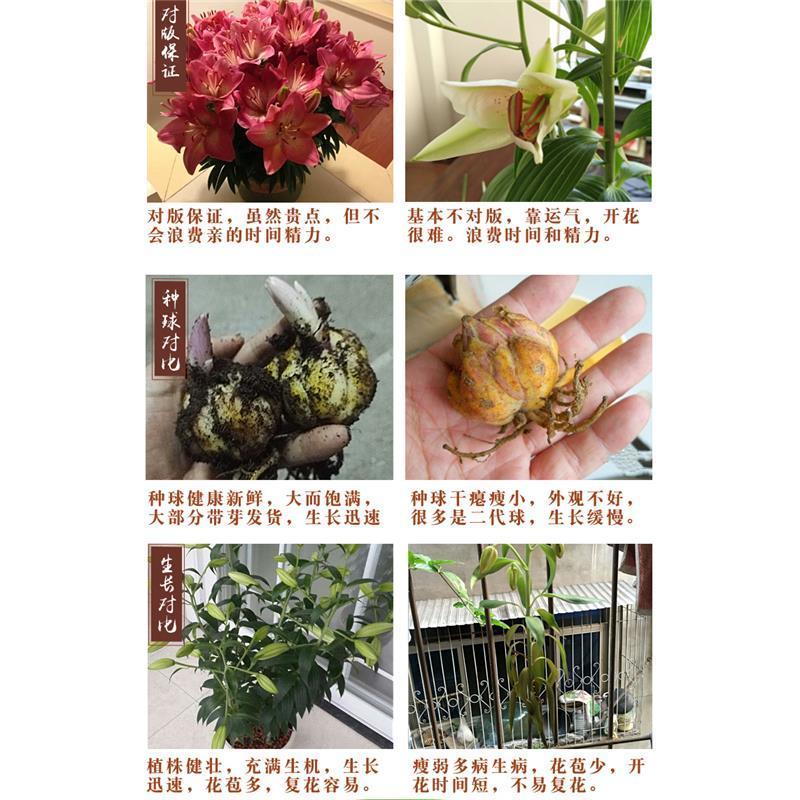 香水百合种球带芽耐寒四季盆栽室内阳台花卉绿植种子百合种球