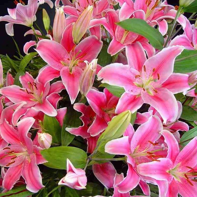 香水百合种球带芽耐寒四季盆栽室内阳台花卉绿植种子百合种球