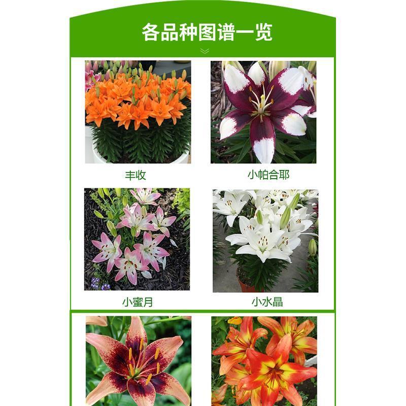 香水百合种球带芽耐寒四季盆栽室内阳台花卉绿植种子百合种球