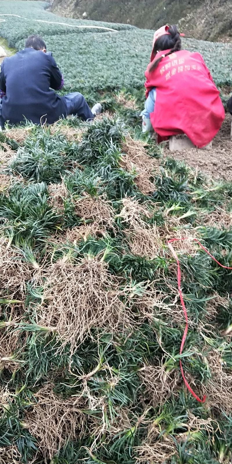 玉龙草