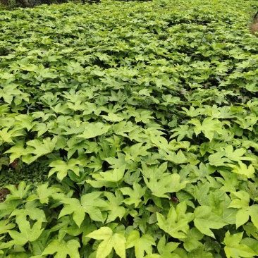 重庆八角金盘基地批发销售八角金盘,价格3毛