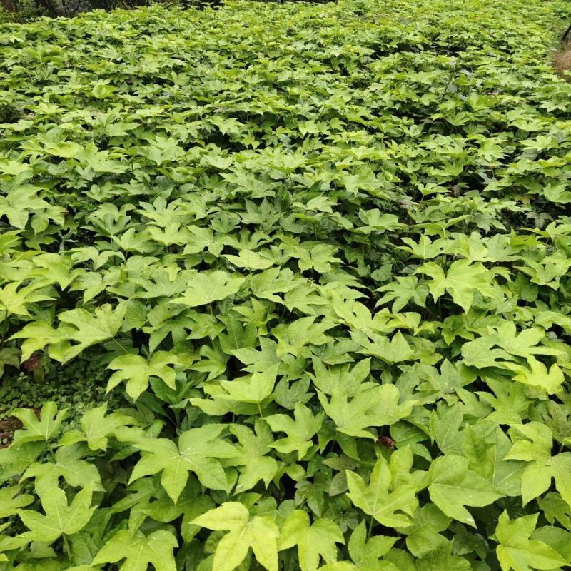 重庆八角金盘基地批发销售八角金盘,价格3毛