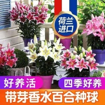 香水百合种球带芽耐寒四季盆栽室内阳台花卉绿植种子百合种球