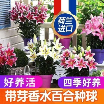 香水百合种球带芽耐寒四季盆栽室内阳台花卉绿植种子百合种球