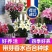 香水百合种球带芽耐寒四季盆栽室内阳台花卉绿植种子百合种球