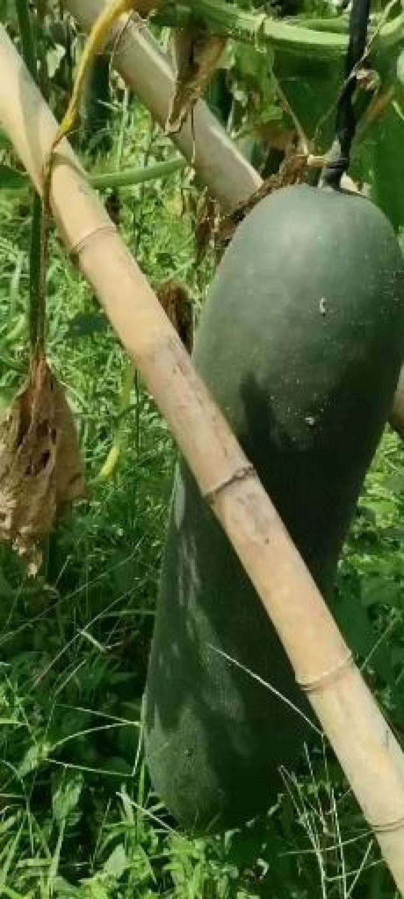 河南郸城新鲜黑皮冬瓜万亩冬瓜吊冬瓜优质冬瓜上市中